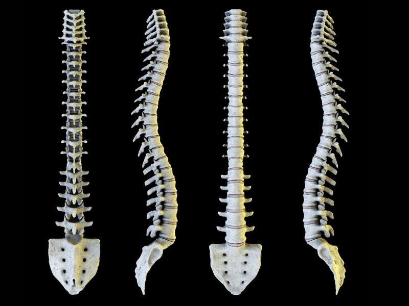 Imagem da coluna vertebral mostrando suas curvas fisiológicas em uma vista de perfil e de frente. Curvas importantes para uma boa postura